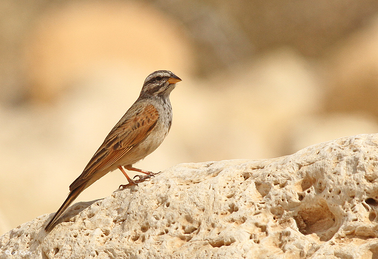 Mountain Bunting Emberiza ,Wadi Mishmar,Judean desert,february 2014,Lior Kislev